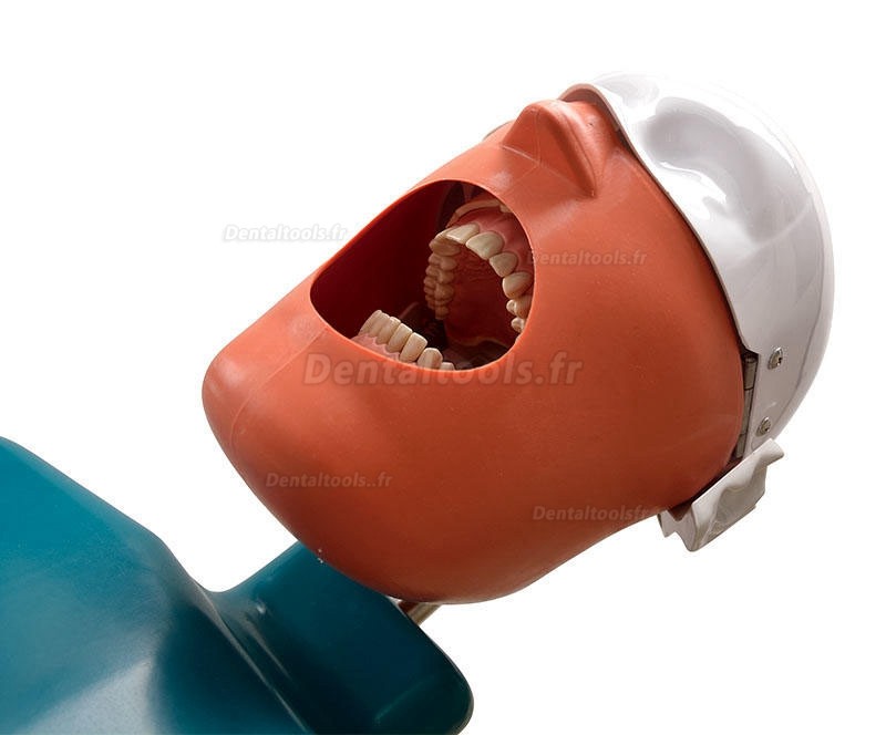 Tête fantôme dentaire tête de mannequin type de pince typodont compatible avec Nissin Kilgore